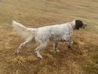 A dog running on a field

AI-generated content may be incorrect.