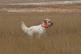 A dog standing in a field

AI-generated content may be incorrect.