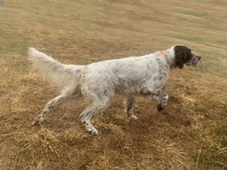 A dog running on grass

AI-generated content may be incorrect.